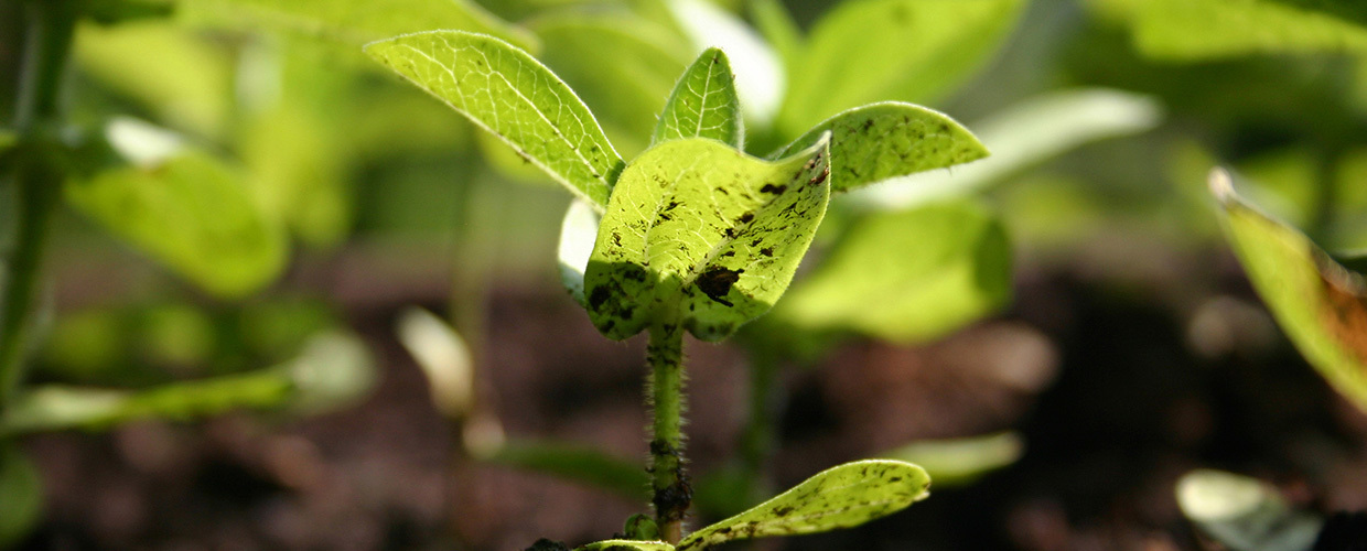 Cosmetic ingredients distributor NZ, Bulk raw ingredients